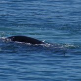 Dolphin playing with Whales
